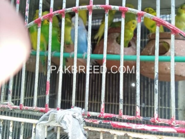 australian-parrots-for-sale-450-per-pair-big-2