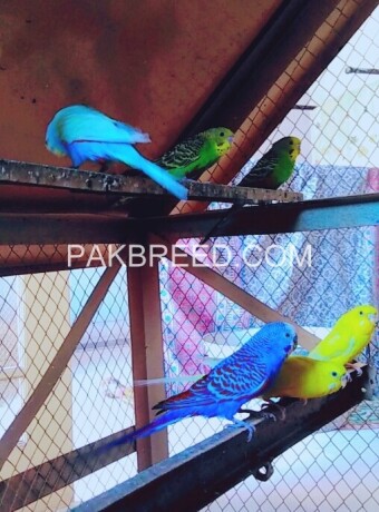 budgiesaustralian-parrots-big-2