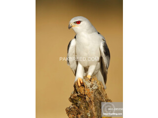 Falcon eagle baaz