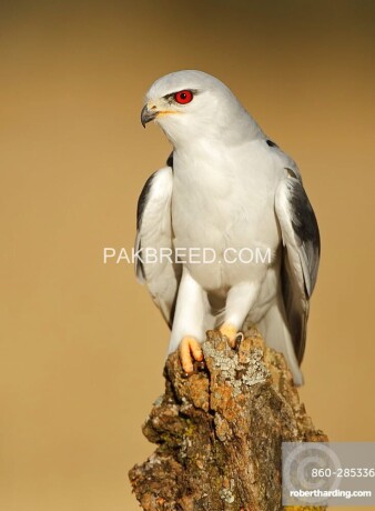 falcon-eagle-baaz-big-0