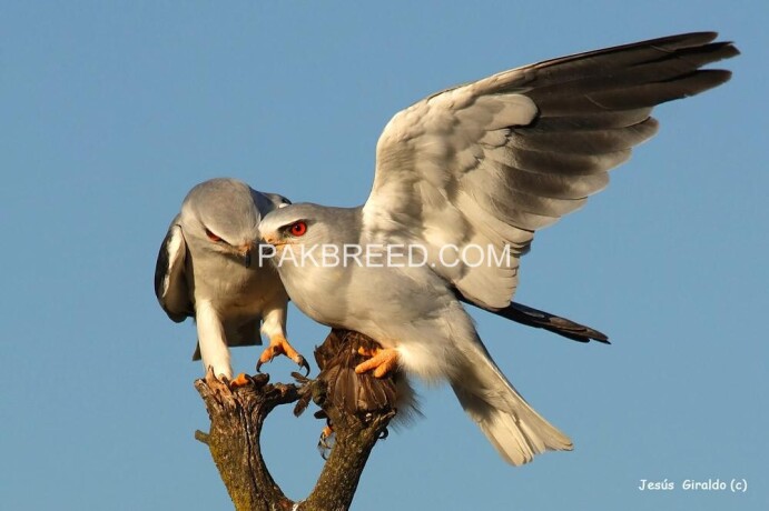 falcon-eagle-baaz-big-1