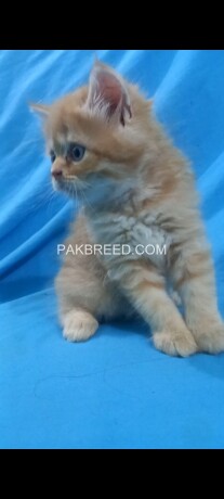 persian-kitten-big-1