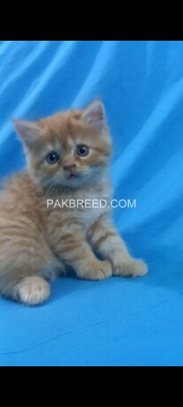 persian-kitten-big-0