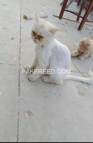 persian-female-cat-for-sale-big-0