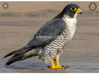 Peregrine falcon and. Red Napster saheen