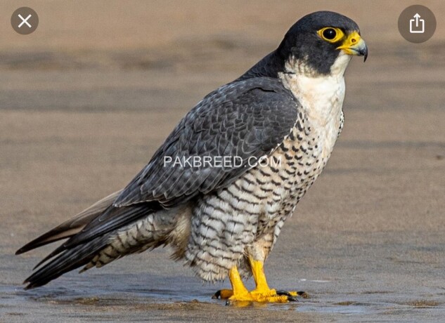 peregrine-falcon-and-red-napster-saheen-big-0