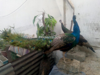 Indian Blue Shoulder Peacock Adult Pair