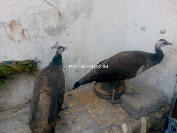 indian-blue-shoulder-peacock-adult-pair-big-3