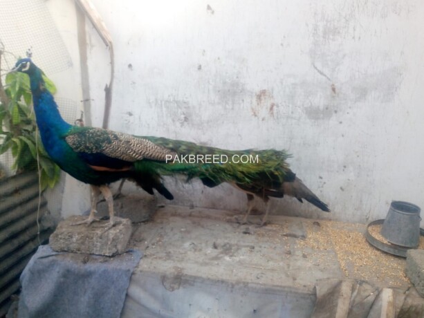 indian-blue-shoulder-peacock-adult-pair-big-4