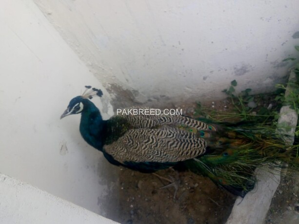 indian-blue-shoulder-peacock-adult-pair-big-2