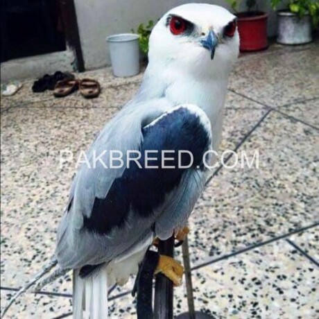 red-eyes-falcon-eagle-baaz-big-2