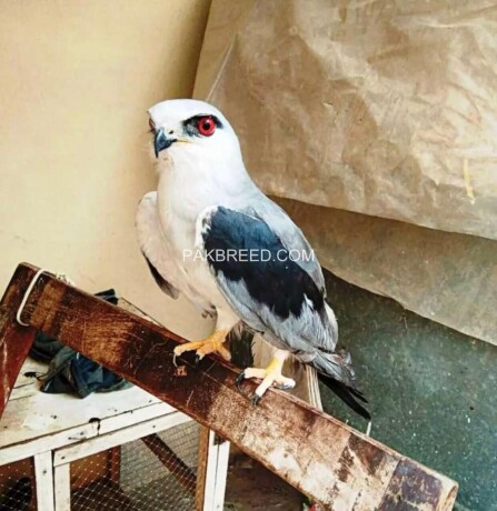 red-eyes-falcon-eagle-baaz-big-0