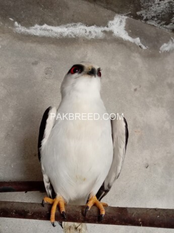 red-eyes-falcon-eagle-baaz-big-1