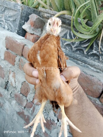 golden-misri-hen-chicks-for-sale-active-healthy-and-vaccinated-big-1