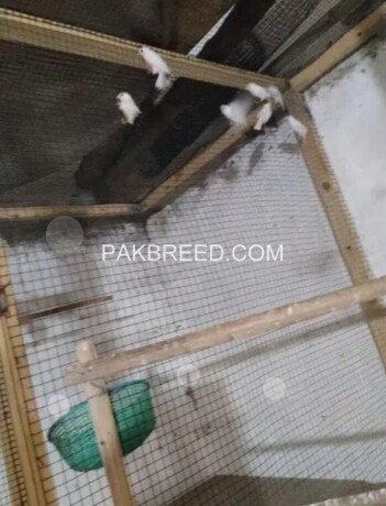 finch-ready-to-1st-breed-pair-600-rupees-big-3