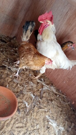 desi-hens-and-rooster-big-3