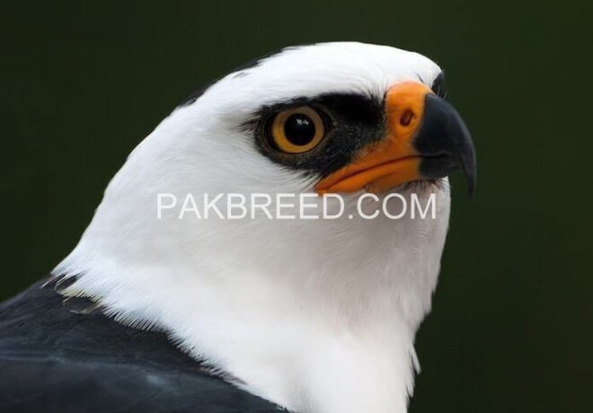 1-whiteblack-hawk-2-red-eye-eagle-big-1