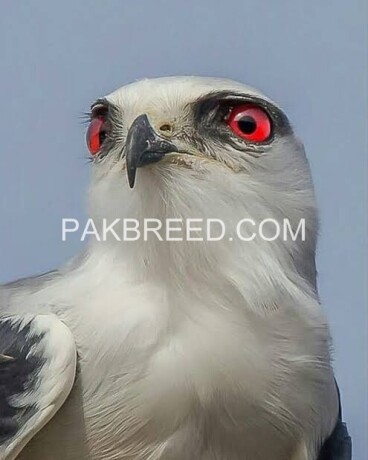 1-whiteblack-hawk-2-red-eye-eagle-big-2
