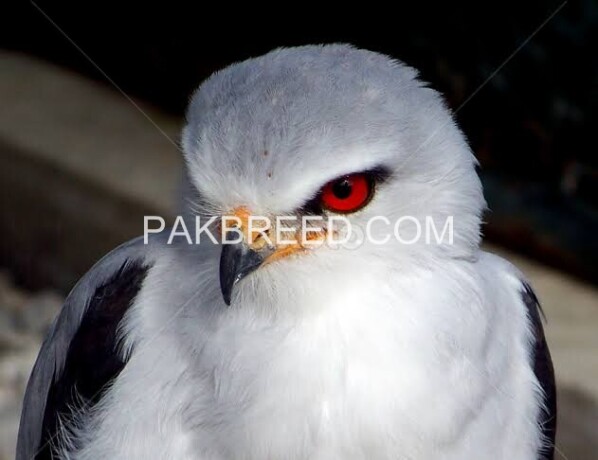 1-whiteblack-hawk-2-red-eye-eagle-big-3