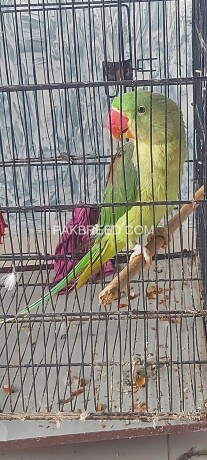 pahari-parrot-jumbo-size-big-0