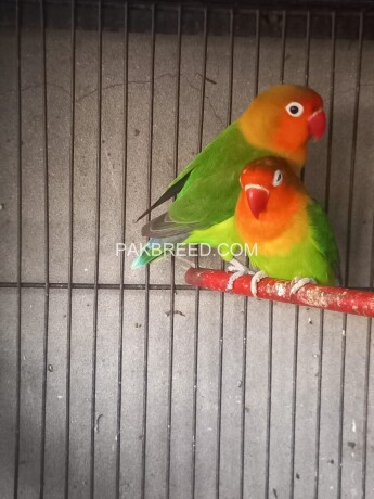 italian-colorful-parrot-big-0