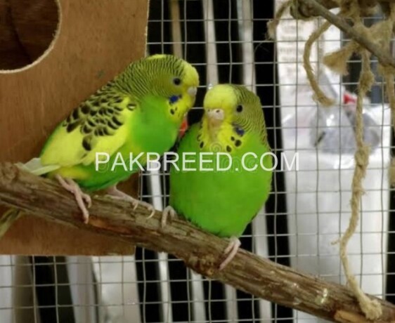 australian-parrots-big-1