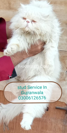 male-cat-available-stude-service-big-4