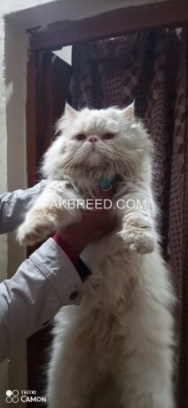 male-cat-available-stude-service-big-2
