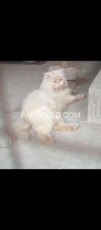 male-cat-available-stude-service-big-0