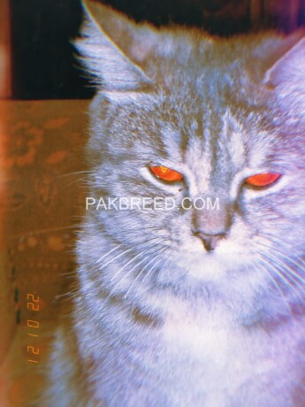 persian-cat-urgent-sale-big-1