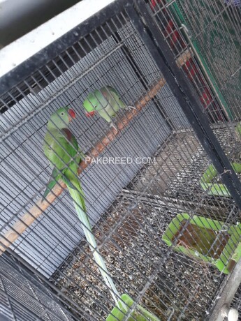 raw-parrot-male-and-female-sale-big-1