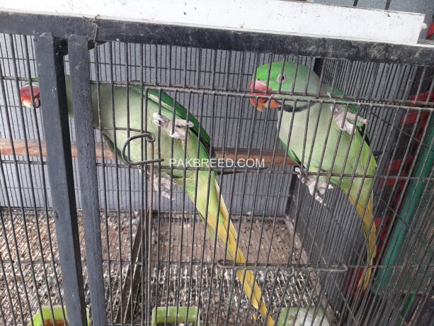 raw-parrot-male-and-female-sale-big-0