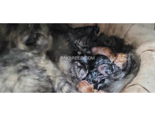 Persian Cat with 4 kittens
