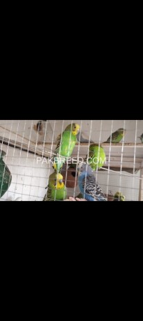 stalian-parrots-big-0