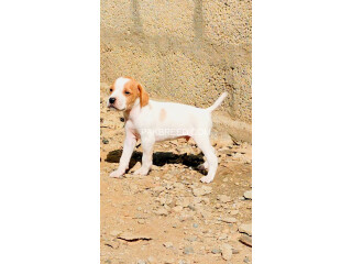 Pure English pointer pup for sale age 1