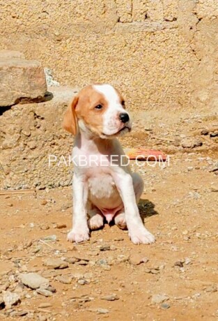pure-english-pointer-pup-for-sale-age-1-big-1