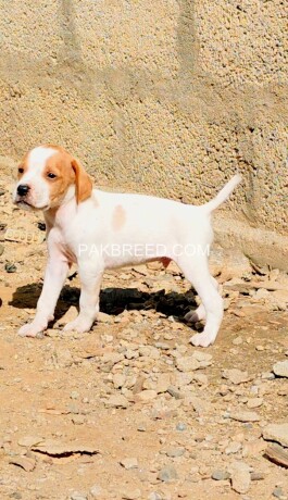 pure-english-pointer-pup-for-sale-age-1-big-0