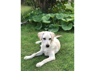 Three and a half months female labrador puppy available for sale