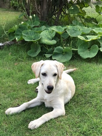 three-and-a-half-months-female-labrador-puppy-available-for-sale-big-1