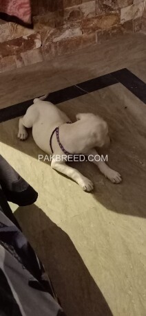 three-and-a-half-months-female-labrador-puppy-available-for-sale-big-3