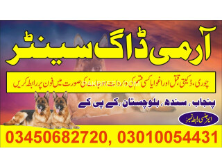 Army dog center Lahore 03450682720