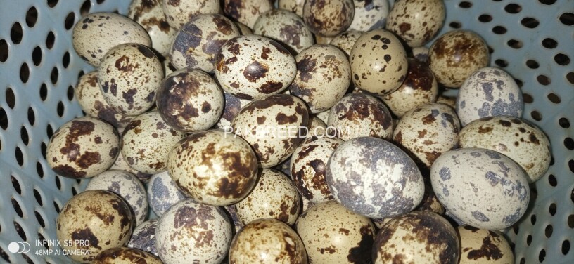 quail-eggs-meat-alive-big-4