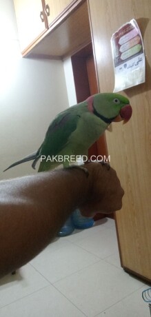 raw-kashmiri-parrot-fully-hand-tammed-big-3