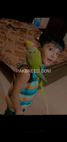 raw-kashmiri-parrot-fully-hand-tammed-big-2