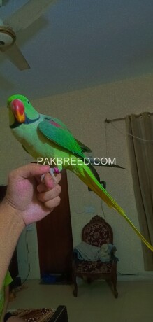 raw-kashmiri-parrot-fully-hand-tammed-big-0