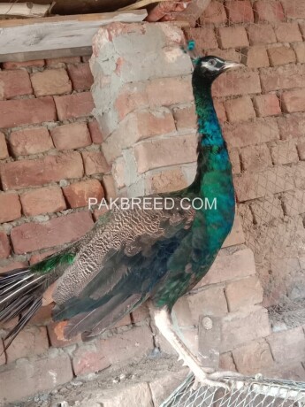 green-java-cross-peacock-big-1