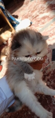 persian-punch-face-kittens-big-0