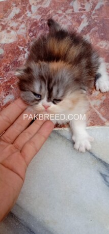 persian-punch-face-kittens-big-1