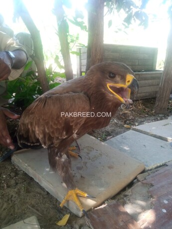 golden-eagle-age-1-year-trained-big-3