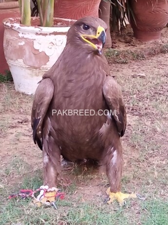 golden-eagle-age-1-year-trained-big-1